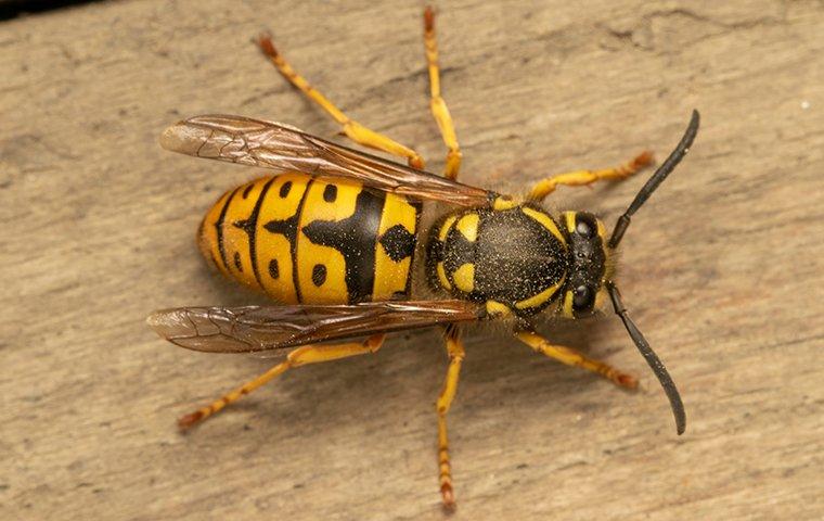 a yellow jacket wasp on a wooden table
