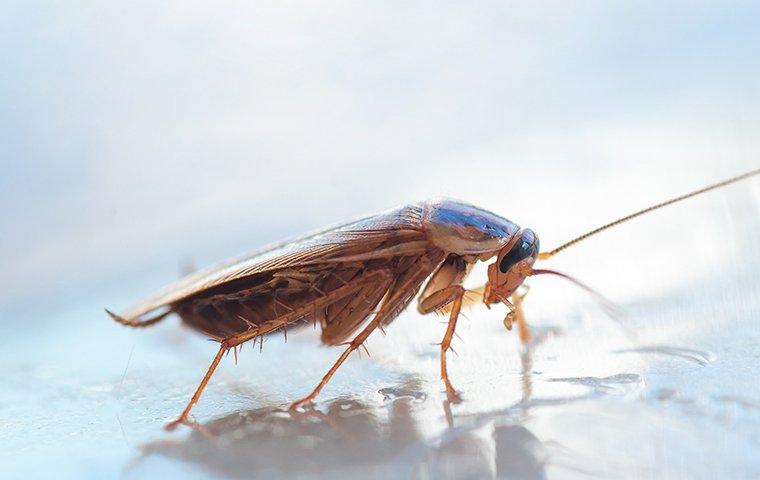 german cockroach on glass table