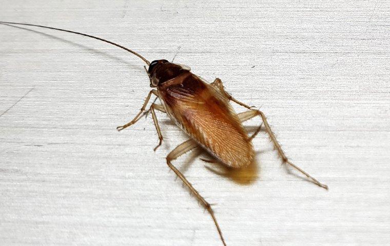 a german cockroach on a kitchen floor