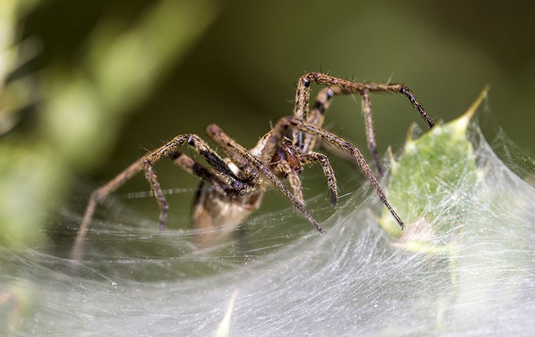 house spider on web
