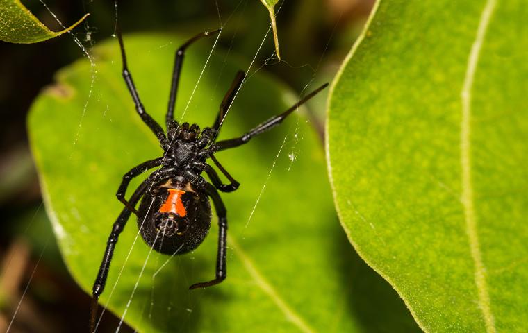 black widow in its web