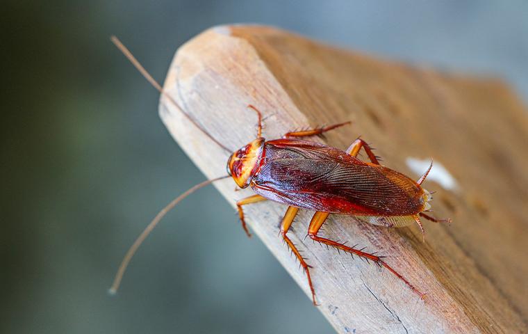 cockroach on a plank of wood