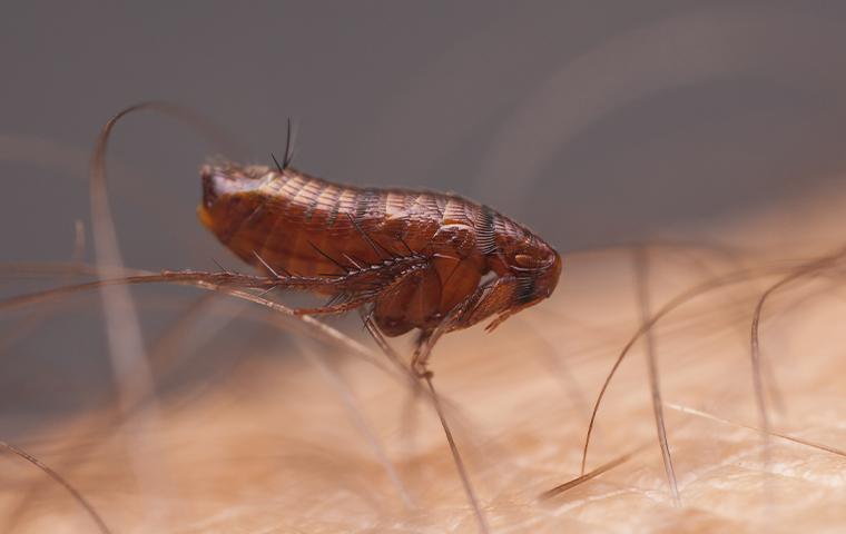 a flea on human skin