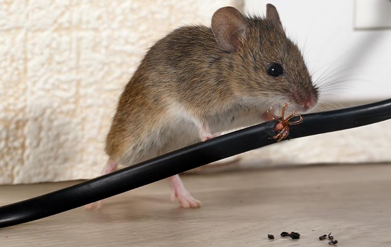 a rodent chewing on a cord