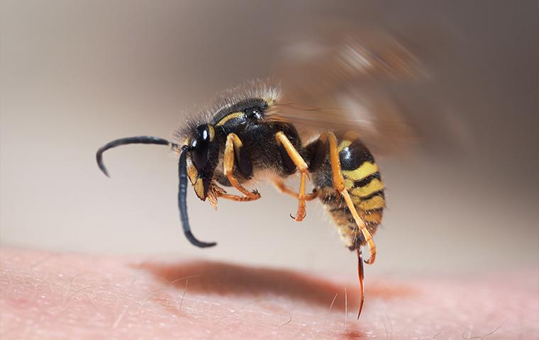 a wasp hovering over skin