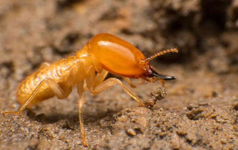 a termite in its nest