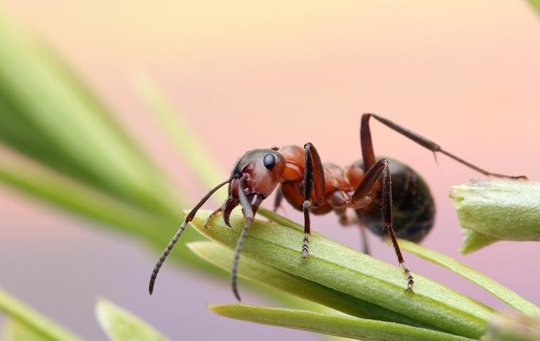 ant on a grass stem