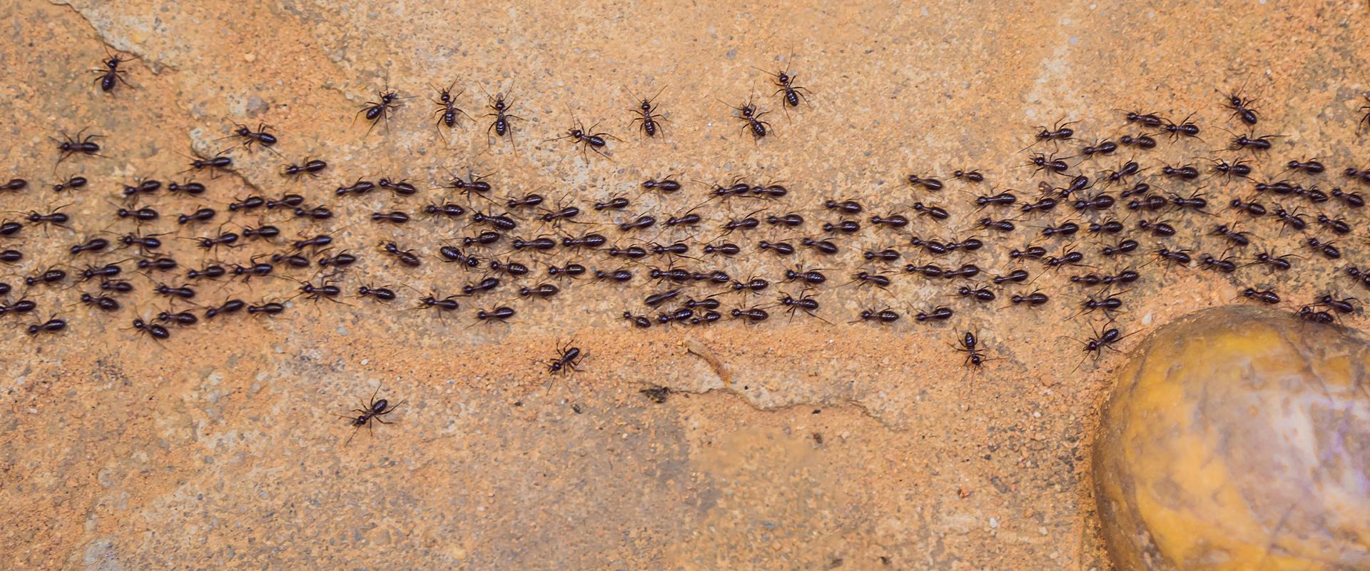 ants marching on dirt