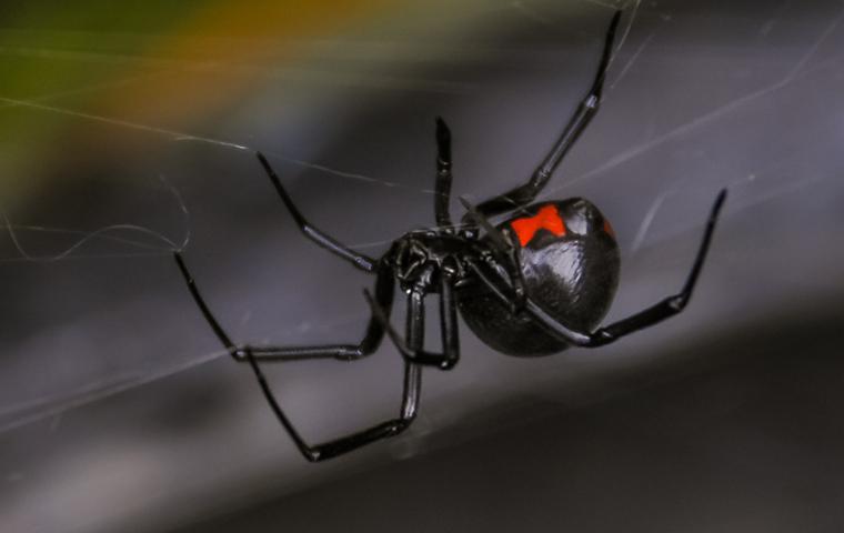 a black widow in its web