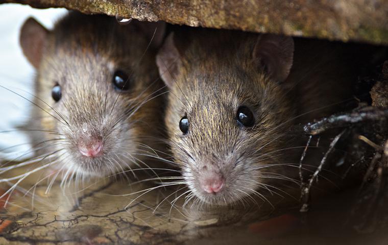rodents hiding under wood