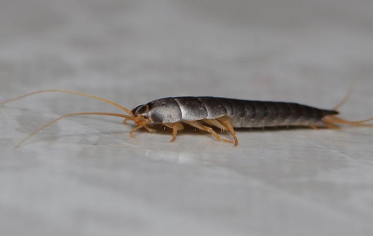 a silverfish on marble