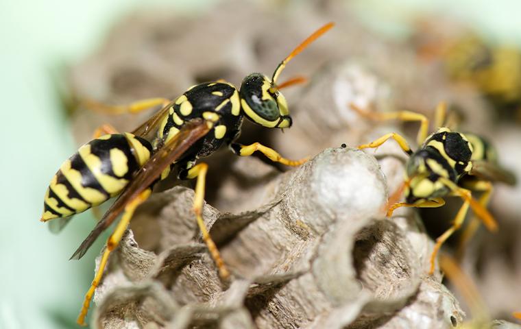 wasps in a hive