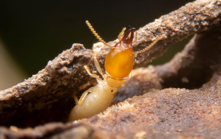 termite in its nest