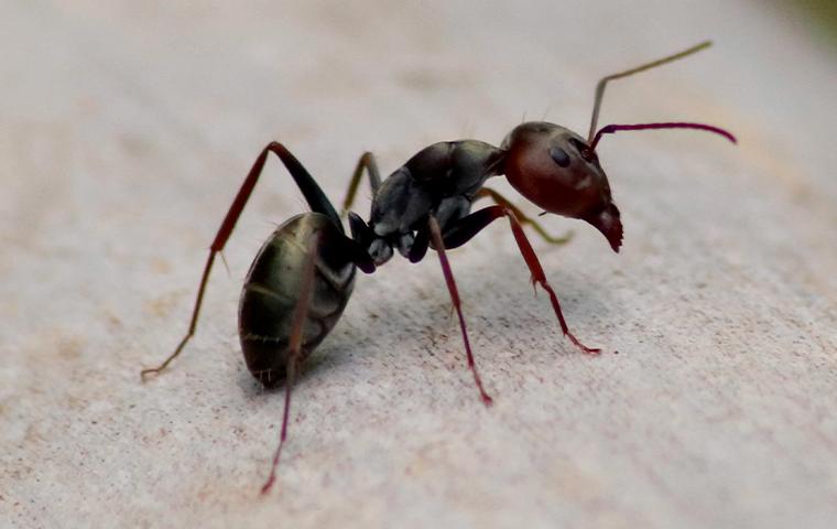 an ant on gravel