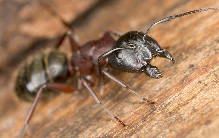 a carpenter ant on wood