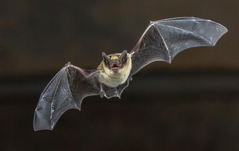 brown bat flying in air