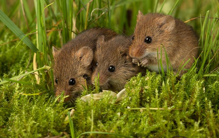 mice in the grass