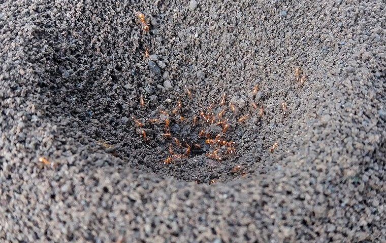 red ants in dirt