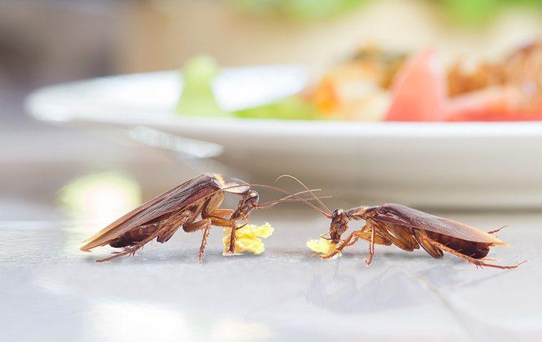 How To Spot Early Signs Of Roaches In Your Denver Home