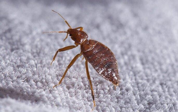 a bed bug crawling on bed sheet