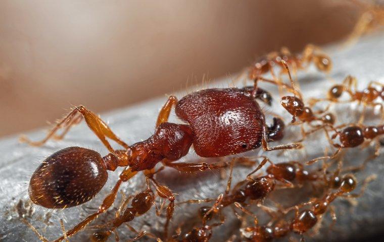 a big headed ant among a colony of woker ants