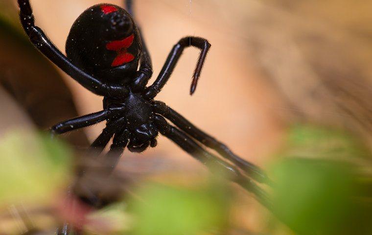 A black widow spider surrounded by leaves.