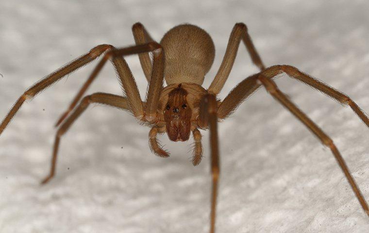 close up of brown recluse spider
