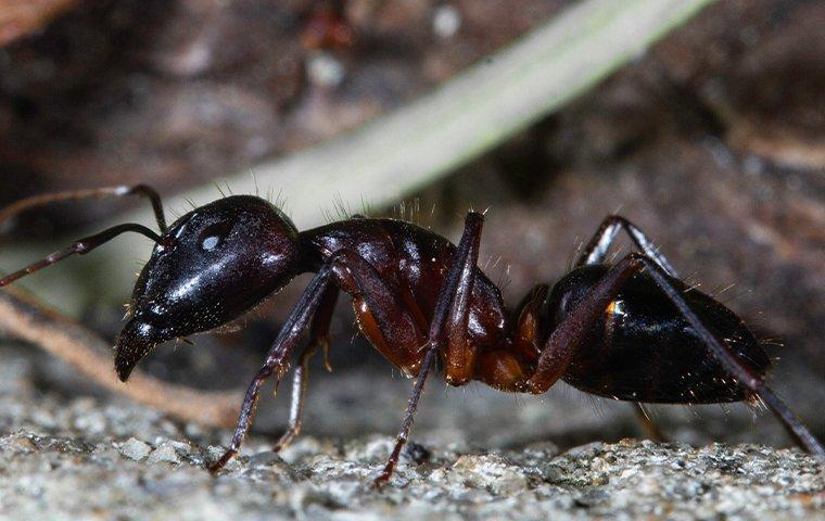 up close image of a carpenter ant crawling in a garden
