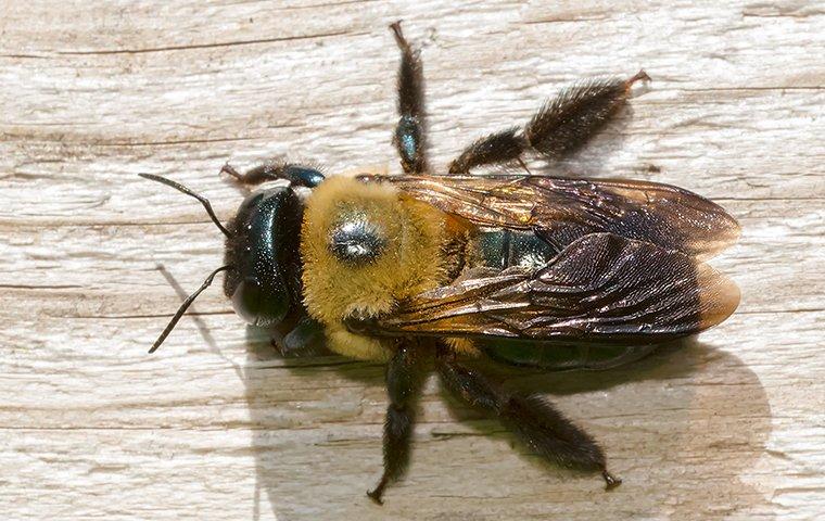 carpenter bee nest removal