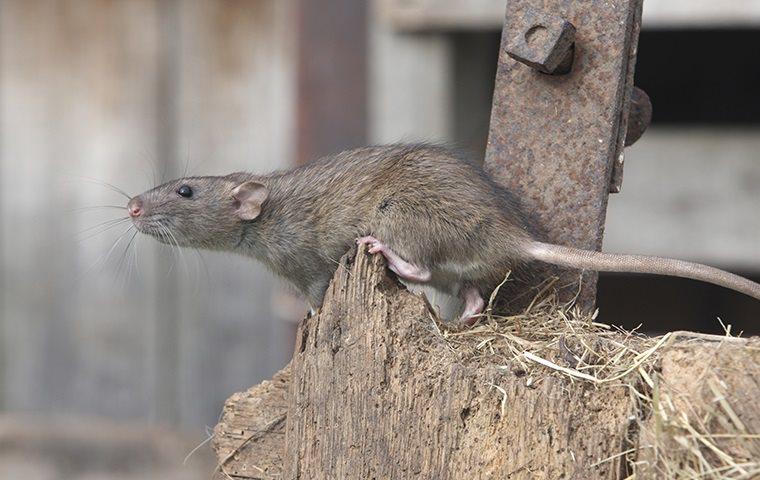 A Norway rat standing on a wooden post.
