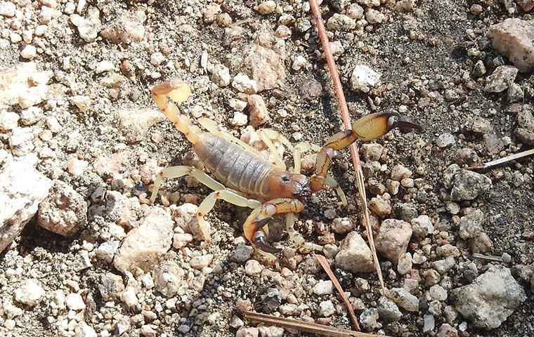 Scorpions - How Dangerous Are They & How to Get Rid of Them