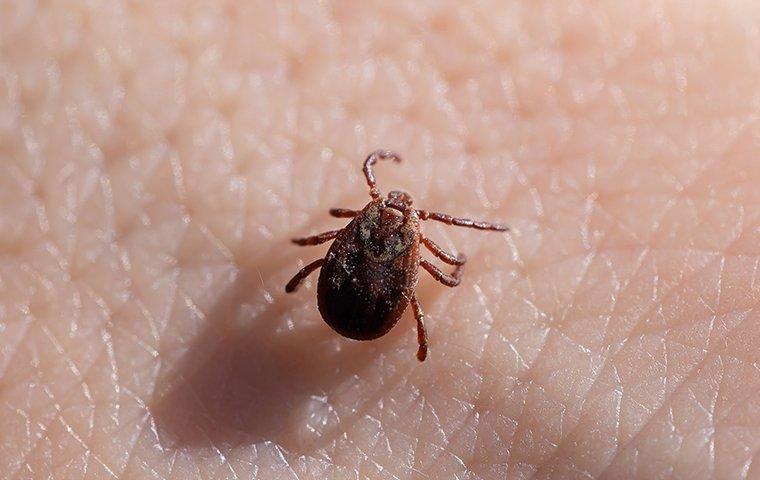 a dog tick on a human hand