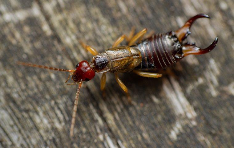 earwig on wooden surface