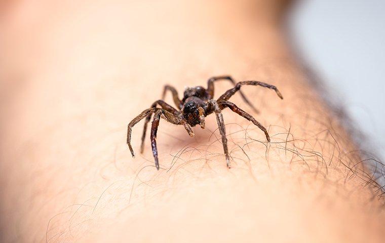 a house spider crawling on human hand