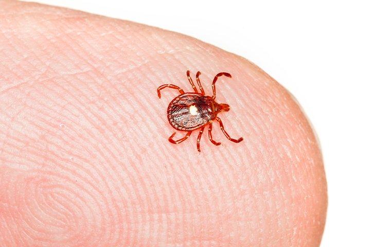 How To Keep Ticks Away From Your Phoenix Property