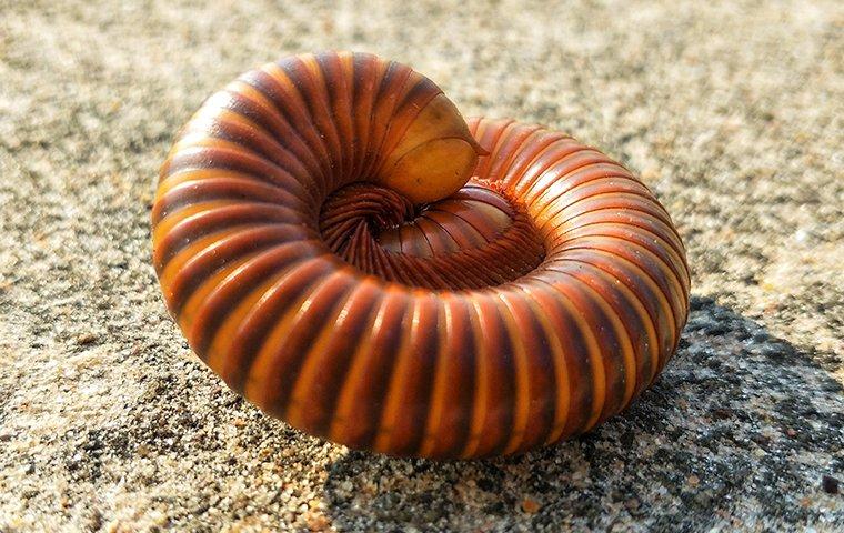 a millipede curled up on a driveway