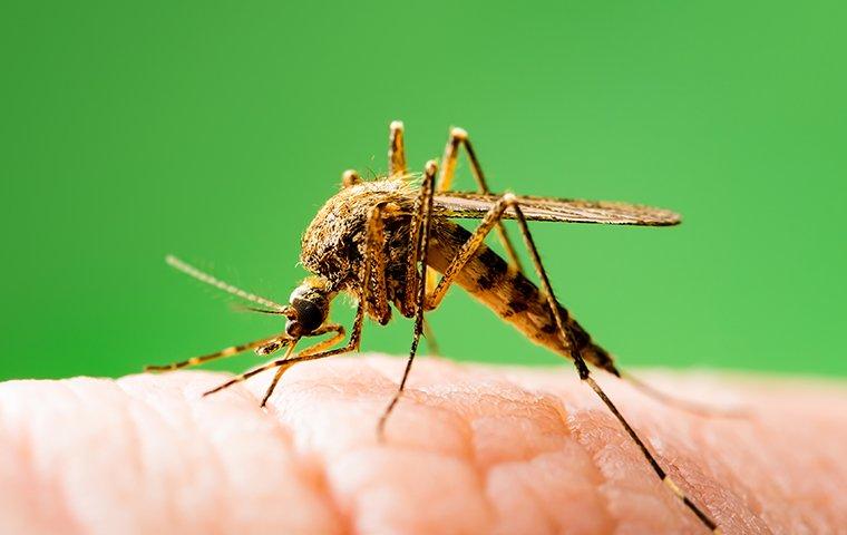 a mosquito biting on a human hand