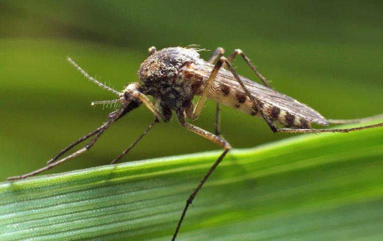 up close image of a mosquito on a blade of grass
