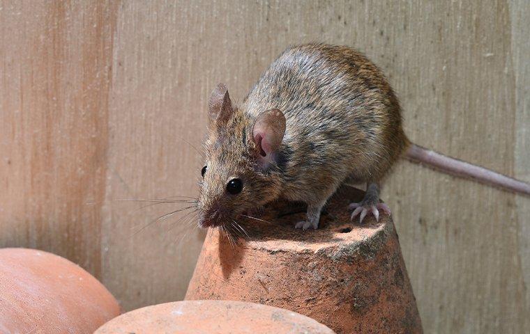 mouse inside garden shed