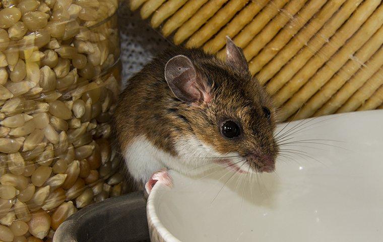 mouse sitting on the edge of a bowl in a pantry