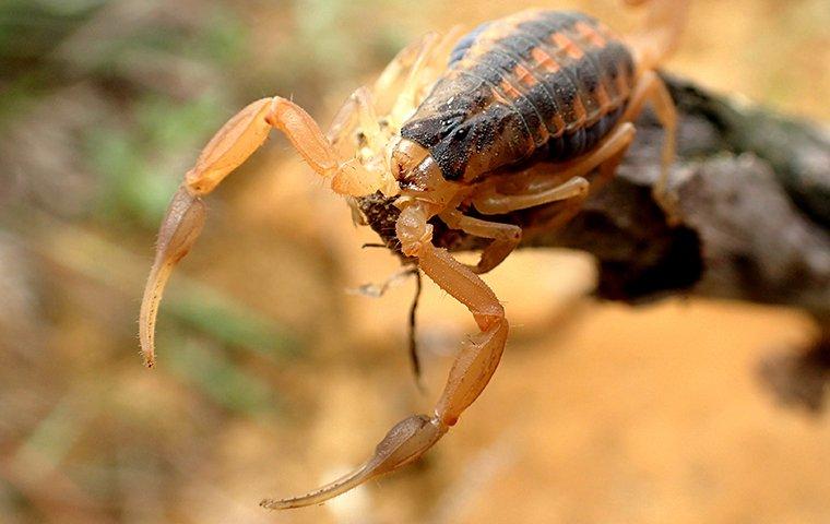 cephalothorax scorpion