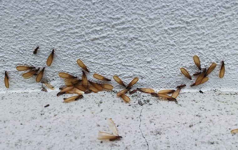 termites on a home's foundation
