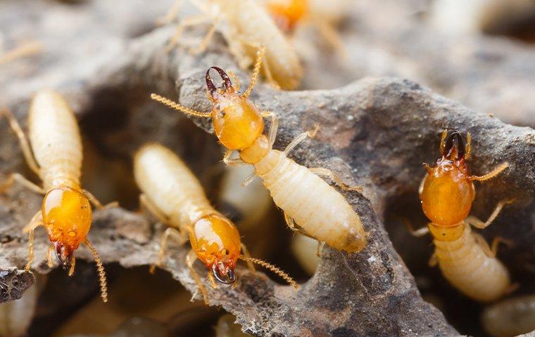 a termite colony crawling in wood