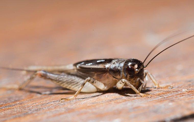 How To Keep Crickets Out Of Your Austin Home