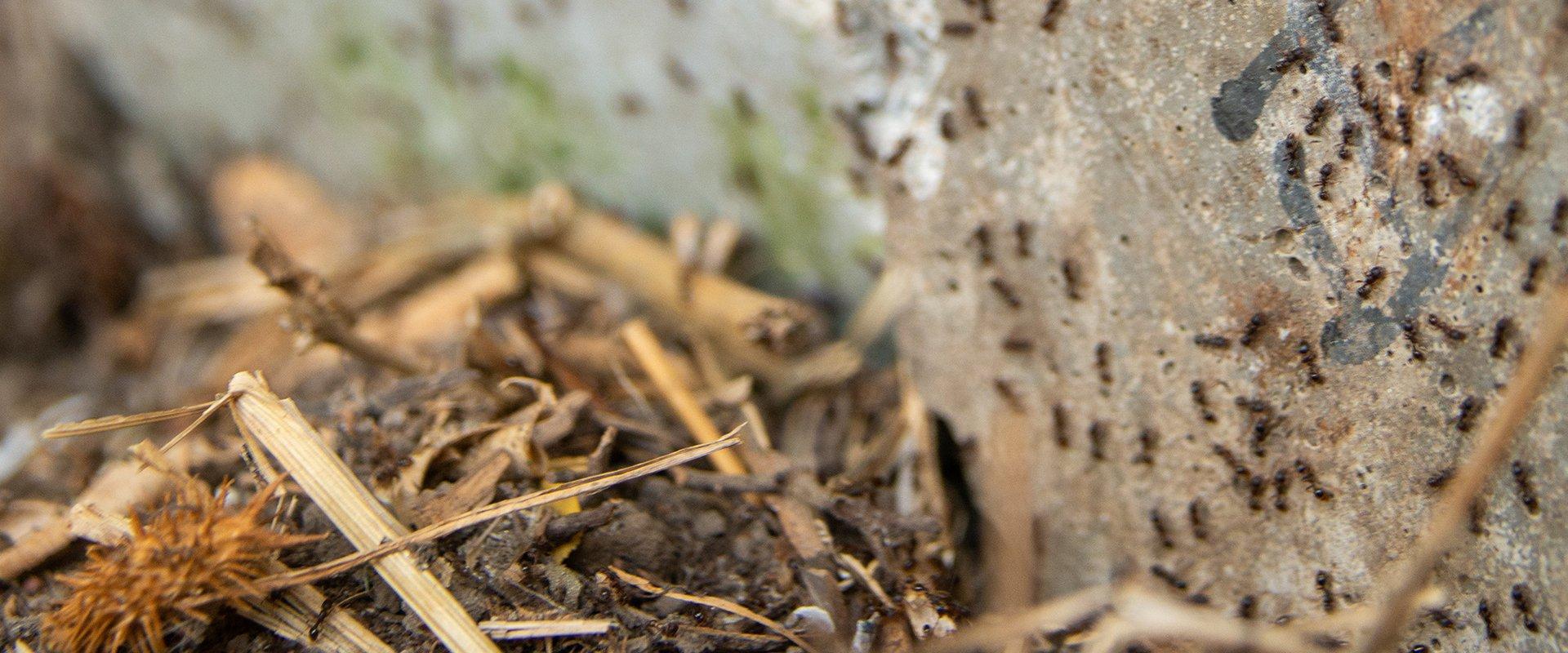 ants on a rock