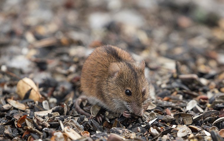 field mouse eating seeds