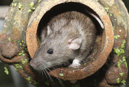 norway rat in pipe
