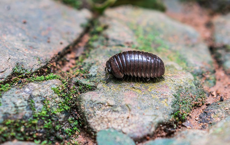 pill bug on a rock