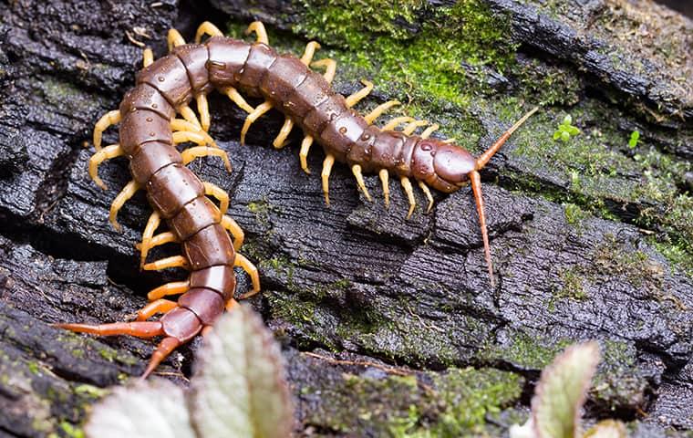 centipede on moss covered log