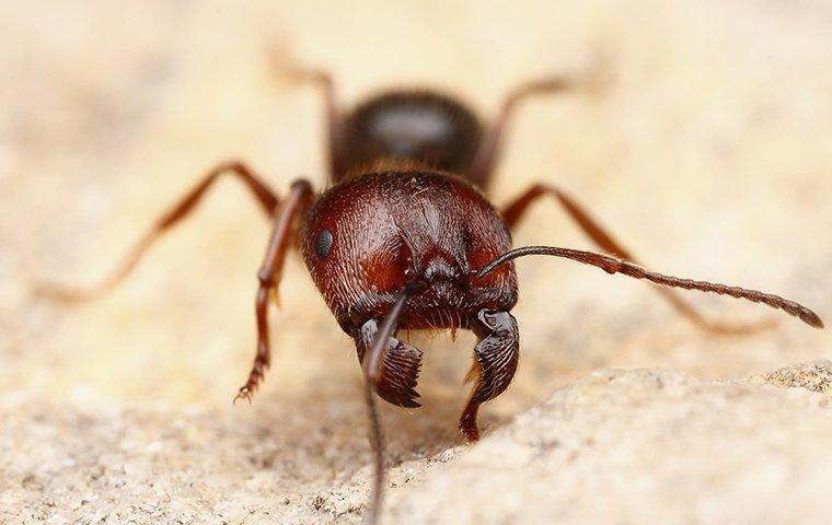 harvester ant